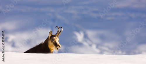 CHAMOIS - REBECO  o SARRIO (Rupicapra rupicapra) photo