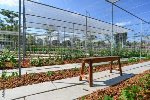 Green oak salad lettuce farm .Organic food ,agriculture.