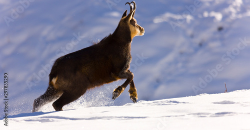 CHAMOIS - REBECO  o SARRIO (Rupicapra rupicapra) photo