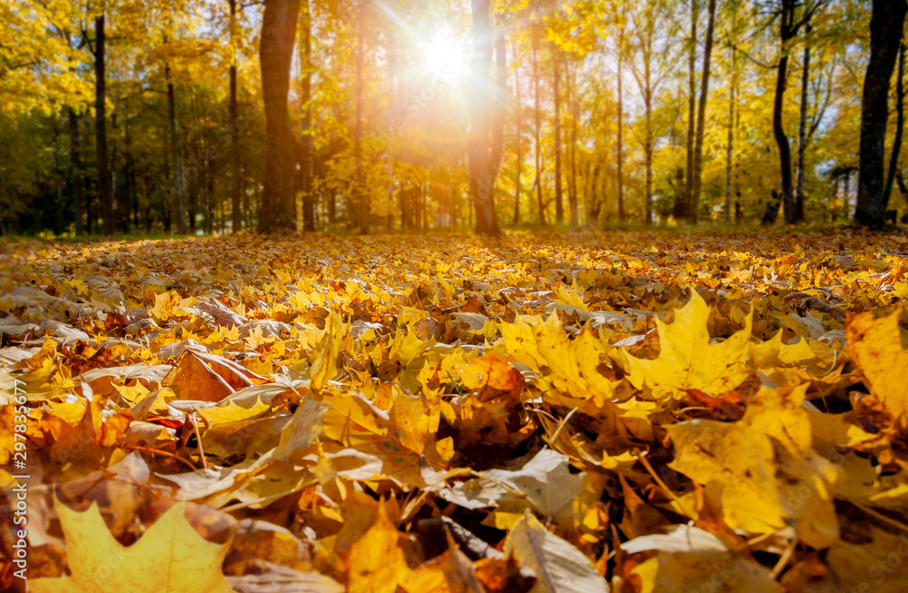 Autumn trees in sunny autumn park lit by sunshine