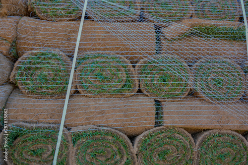 Field planted with natural grass, prepared for collection photo