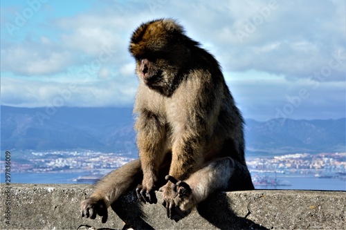Mono de Gibraltar sentado en baranda © Dani Blanco