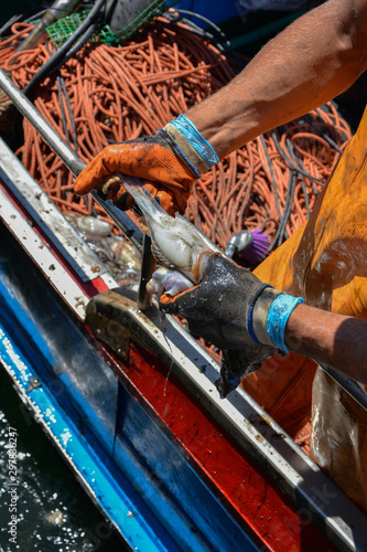 Fisherman cleaning freshly caught octopus in his boat