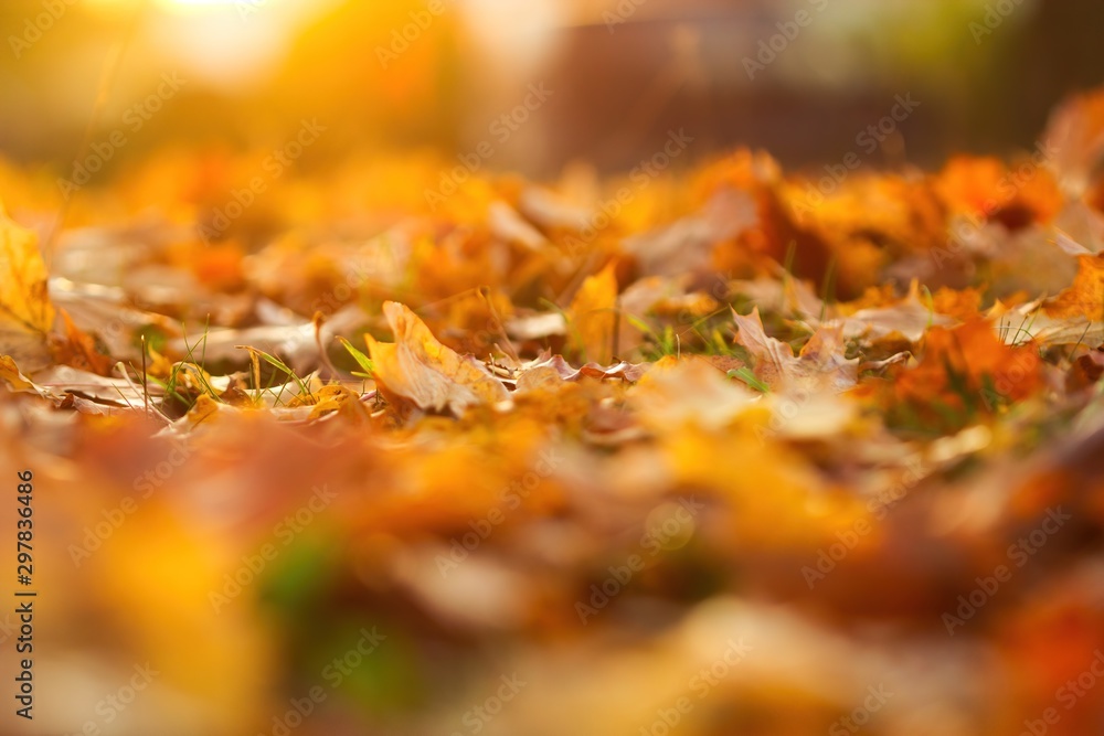 Buntes Laub im Herbst, goldene Blätter am Abend bei Sonnenschein im Gegenlich Buntes Laub im Herbst, goldene Blätter am Abend bei Sonnenschein im Gegenlich