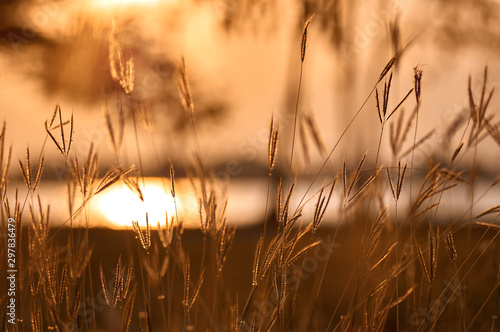 Grass in the golden light of evening