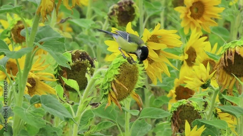 Great tit bird at field of sunflower searching seeds