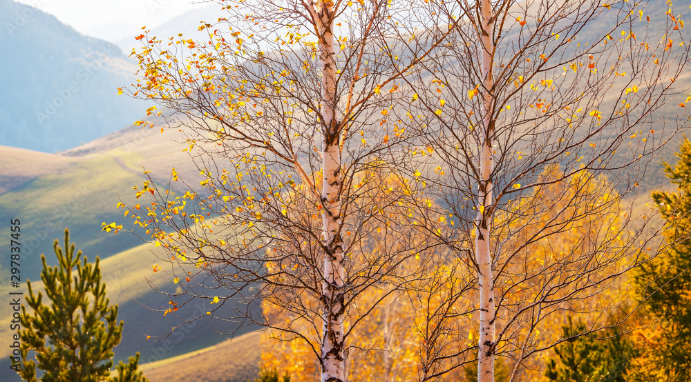 Natural autumn background. Birch in the foreground and blurred background.