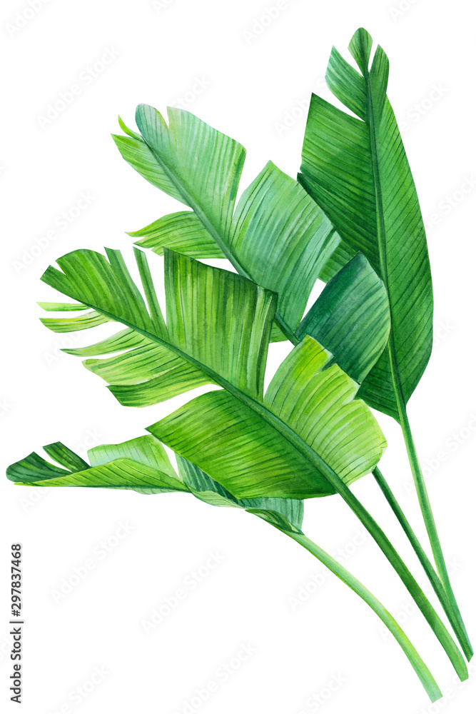 tropical palm leaves on white background, watercolor illustration - obrazy, fototapety, plakaty 