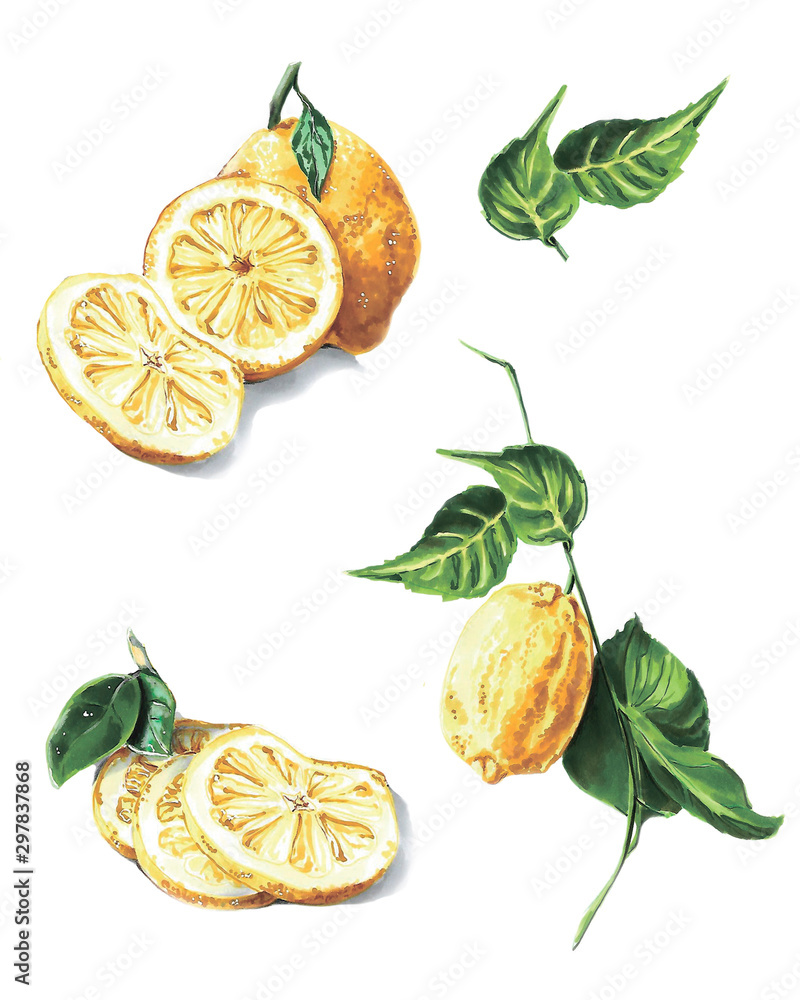 lemon set with green leaves and pieces hand draw lemon set with green leaves and pieces hand draw