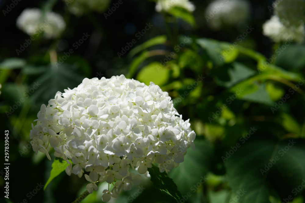 紫陽花 紫陽花