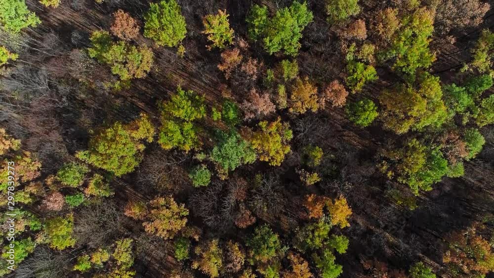Fall trees aerial shot. Hope belief confidence. Wild forest landscape. Sunny day. Fall trees aerial shot. Hope belief confidence. Wild forest landscape. Sunny day.