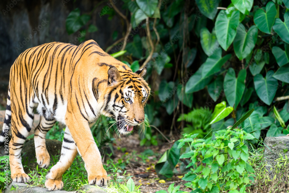 Fototapeta premium An elegant Bengal tiger in natural jungle during hunting. Animal portrait photo, eye and face focus.