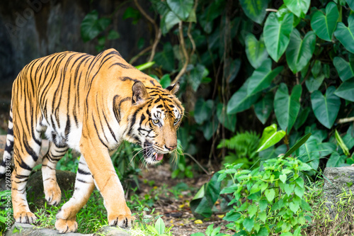 Fototapeta Naklejka Na Ścianę i Meble -  An elegant Bengal tiger in natural jungle during hunting. Animal portrait photo, eye and face focus.