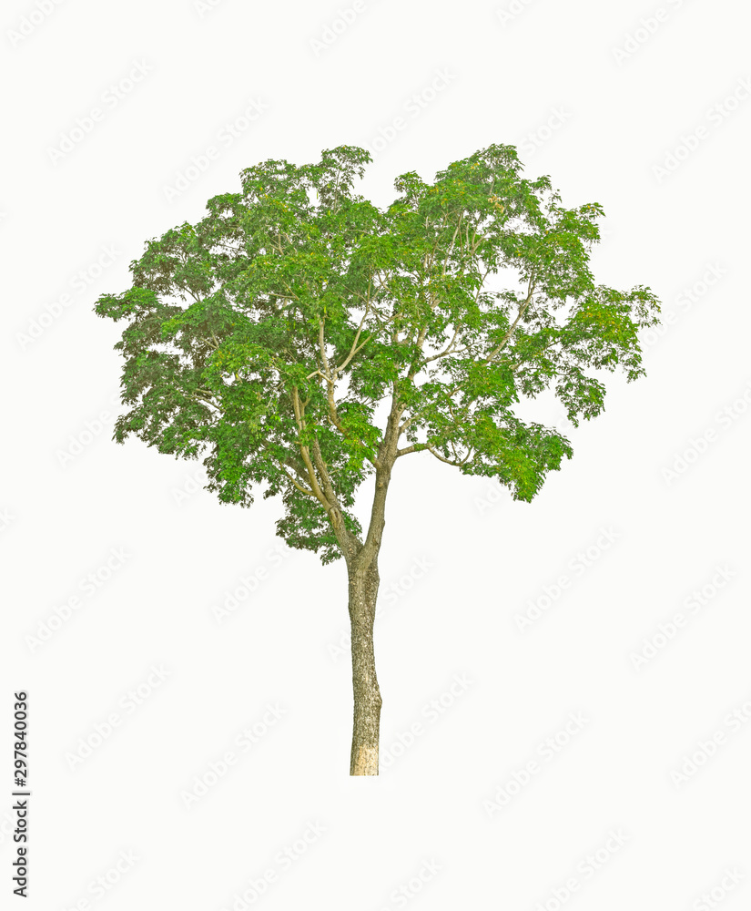 Big tall green tree on white background.