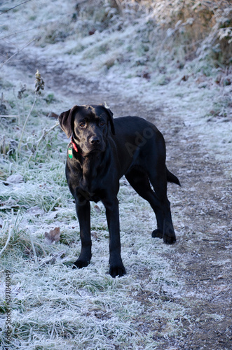 Dog in winter