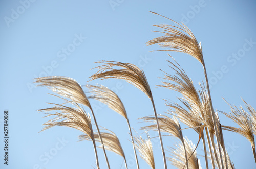 Grain in field