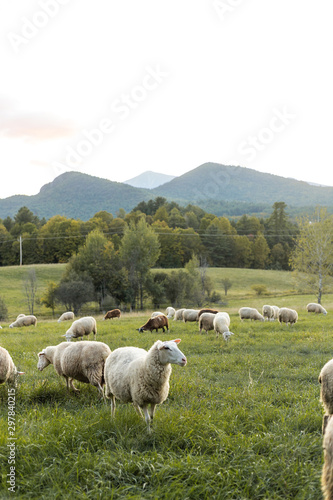 Fototapeta Naklejka Na Ścianę i Meble -  Sheep and Lamb in Free Range Field in Adirondack Mountains, Organic farm on Mountainside 