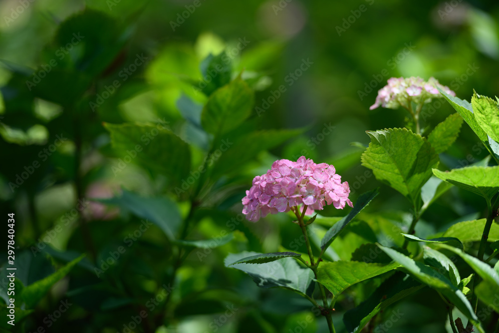 紫陽花 紫陽花
