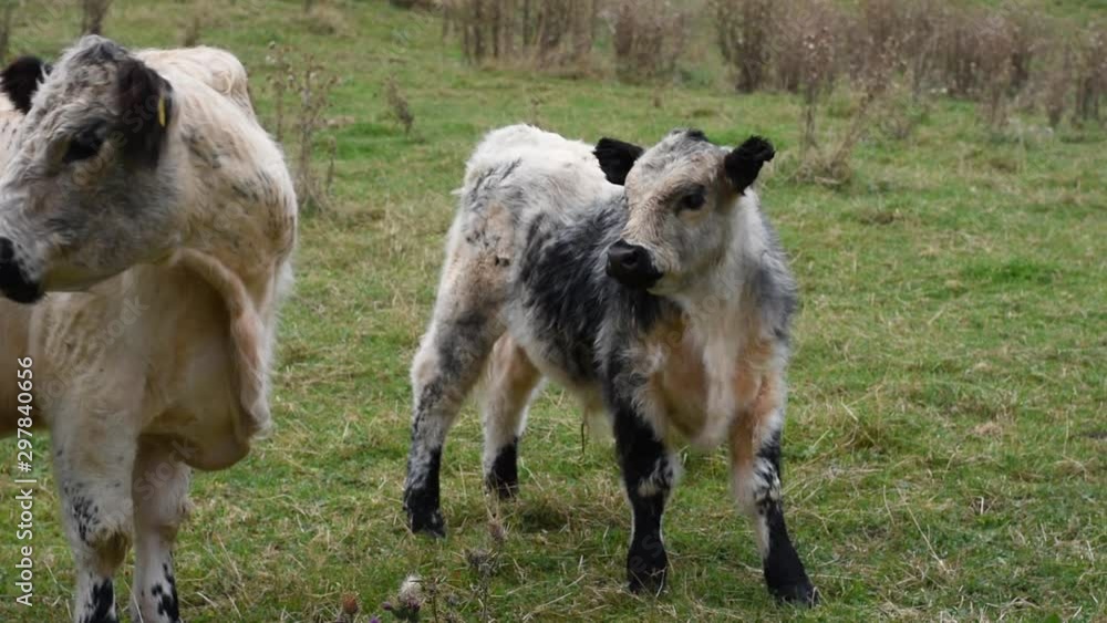 long-haired Galloway on pasture in summer long-haired Galloway on pasture in summer