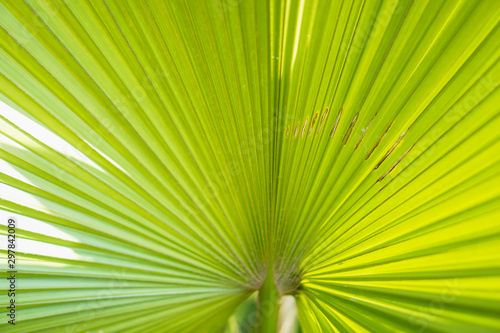 green leaf petten texture background.