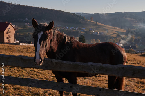 Portrait of a beautiful brown horse stands on the hill next to the broken fence. Amazing nature landscape with stallion on sunset. Rural lifestyle.