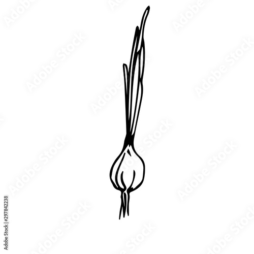 onions in the garden vector sketch