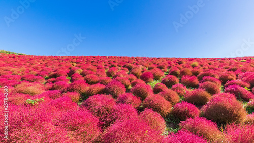 コキア　青空 photo