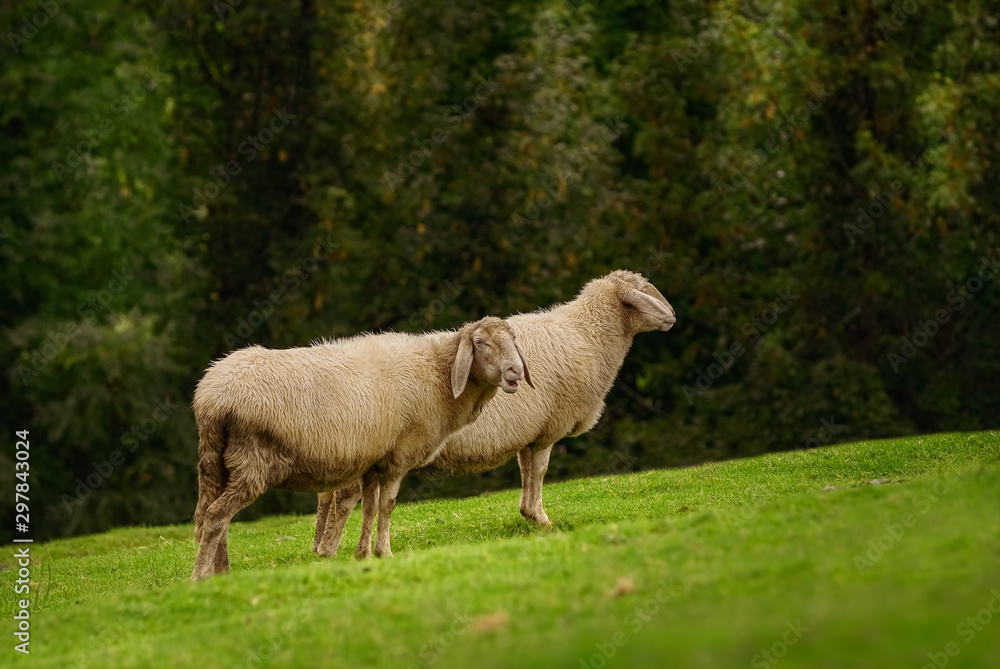 Fototapeta premium Sheeps on the Grass