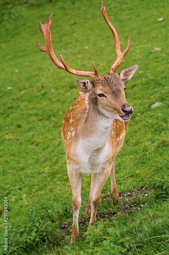 Deer Grazing on the Grass