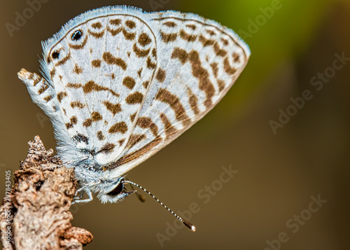 Small butterfly Leptotes cassius on the tip of a branch macro photo photo