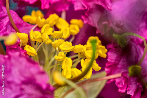 Detail of yellow stamens and pistils in pink flower