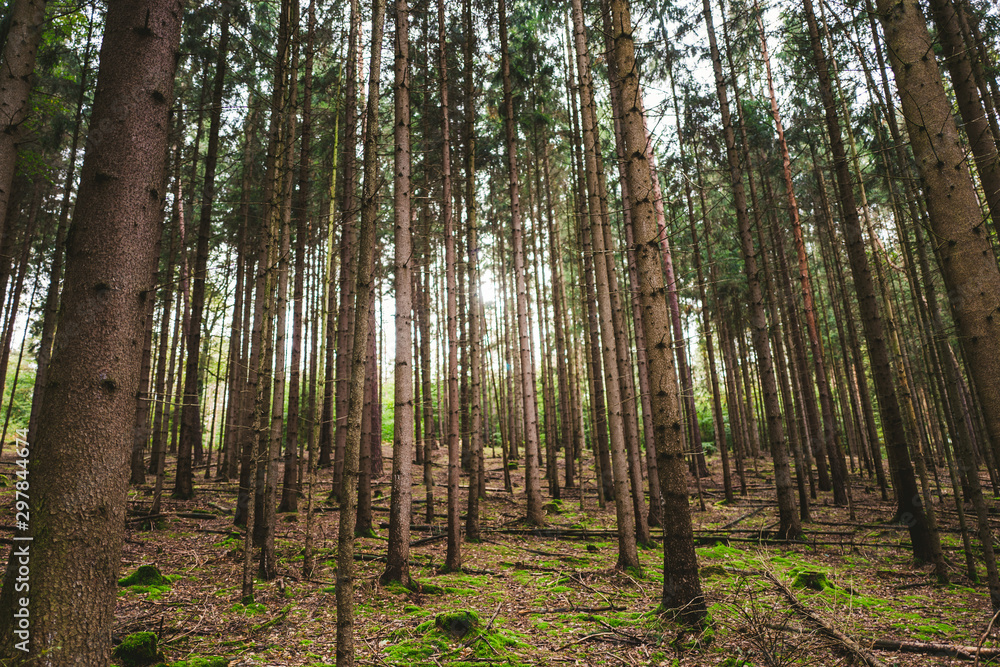 Obraz premium Wald, Sachsen