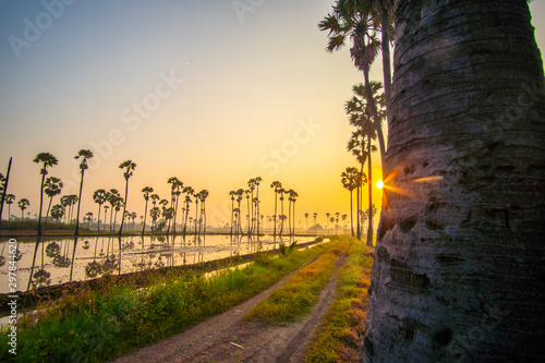 Beautiful scenery silhouette Sugar Palm Tree on the rice field during twilight sky before Sunrise in the moring with Reflection on the Water at Pathumthani province,Thailand.