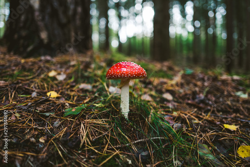 Fliegenpilz im Wald photo