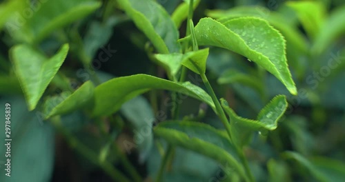 Wallpaper Mural Fresh tea leaves ready for harvest in Cameron highlands close up view, Malaysia Torontodigital.ca