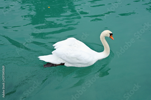 A single white swan swims in the turquoise green waters of a lake.