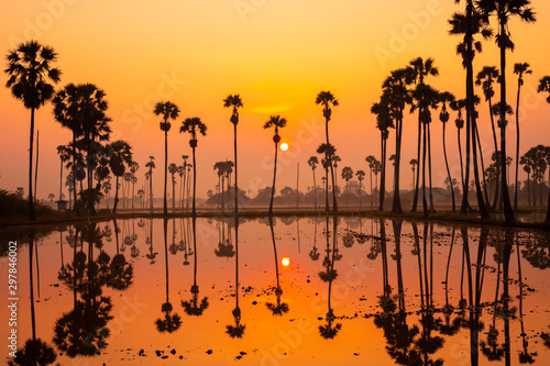 Beautiful scenery silhouette Sugar Palm Tree on the rice field during twilight sky and Sunrise in the moring with Reflection on the Water at Pathumthani province,Thailand. photo