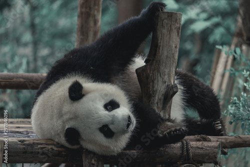 Fototapeta Naklejka Na Ścianę i Meble -  Baby Giant Panda cub sleeps on the tree between the branches and the leaves after eating the bamboo for breakfast in Chengdu, Sichuan, China.