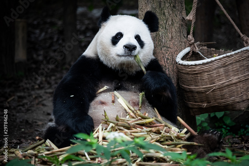 Fototapeta Naklejka Na Ścianę i Meble -  The portrait of the Giant panda. Big fat lazy Giant panda eats bamboo in the forest. Endangered wildlife.
