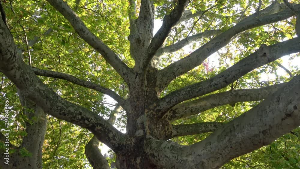Huge plane tree with green leaf in park 