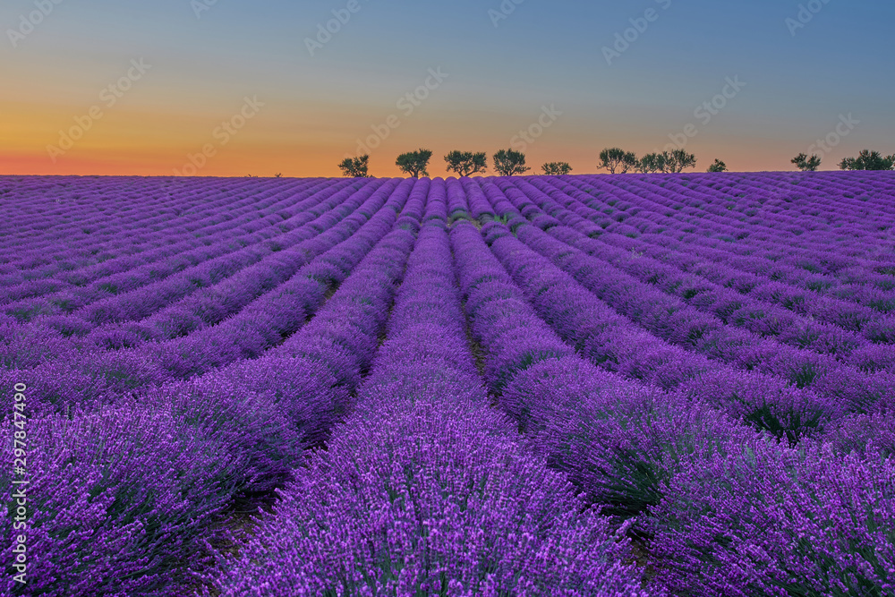 flowering lavender field at sunset, at the bottom of the field there are some trees lined up flowering lavender field at sunset, at the bottom of the field there are some trees lined up