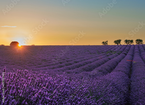 lavender field bloomed in the sunset, to the left there are sun rays
