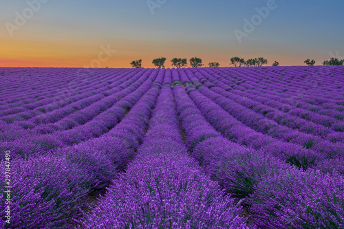 flowering lavender field at sunset  at the bottom of the field there are some trees lined up