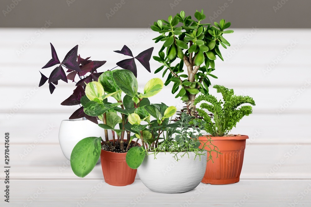 Obraz premium Decor.