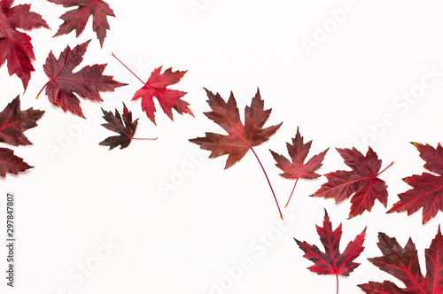 Autumn composition. Red burgundy maple leaves isolated on white background. Flat lay  top view  copy space. Fall concept. Autumn background. Creative season layout