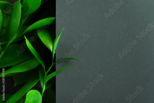 Tea tree green leaves on dark background. Foliage backdrop with copyspace. Botanical composition, eco product presentation idea. Natural leafage, frondage. Border with floral design elements
