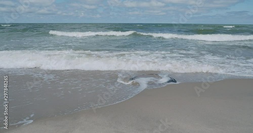Waves hit the beach with an old car tire buried in sand. Zelenogradsk, Russia.