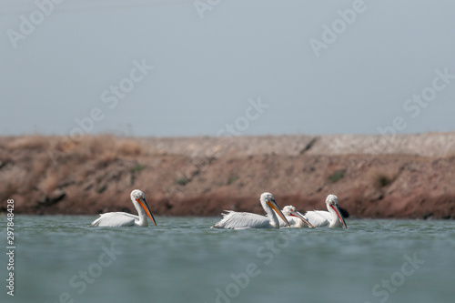 Dalmation Pelican flock in a waterbody near jamnagar,Gujarat,India photo