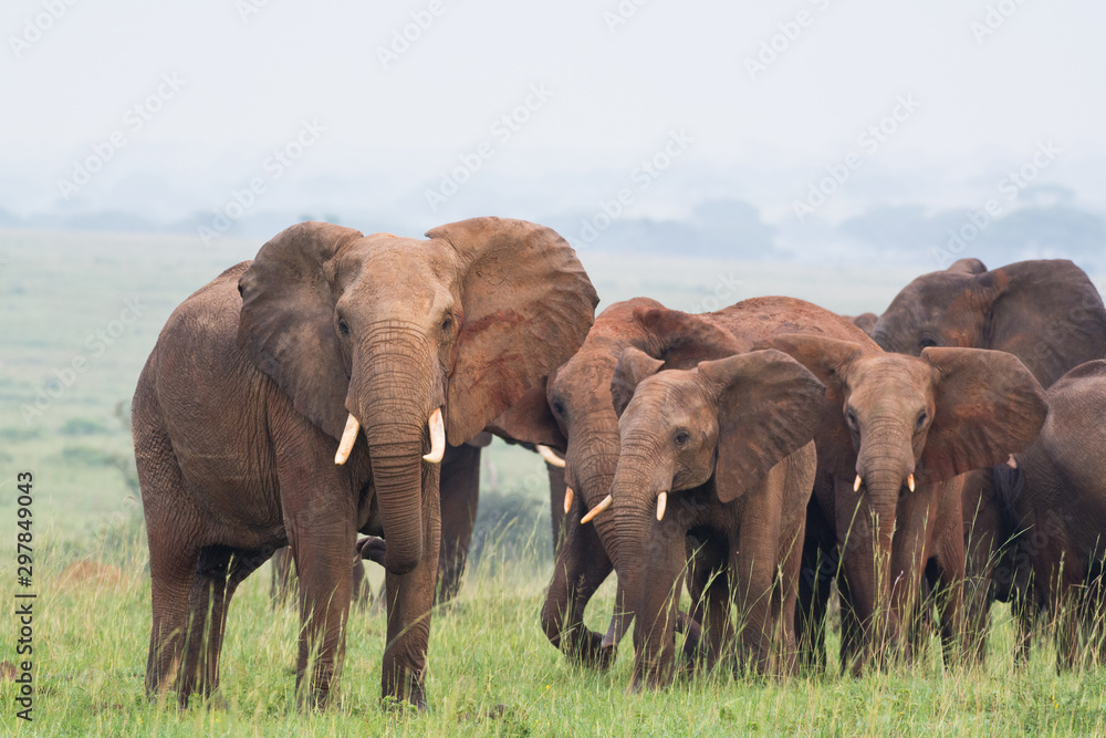 Excited elephant family in the early morning in the green Murchison National Park, Uganda, Africa.