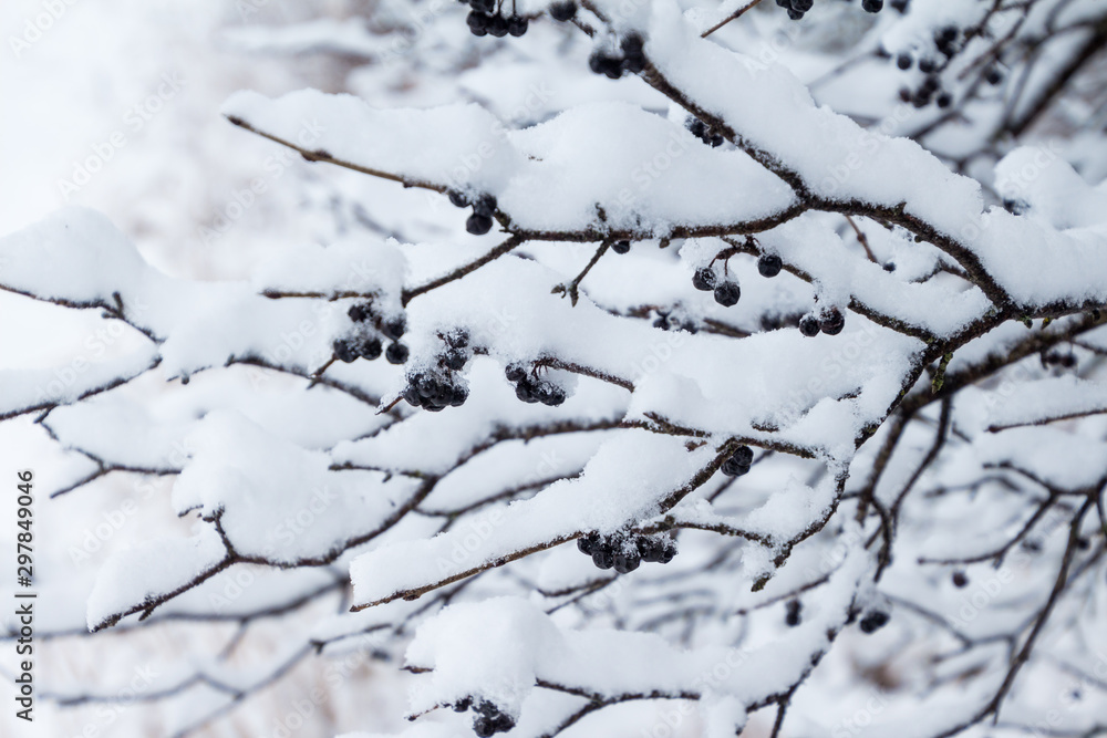 Snow covered branches with berry clusters